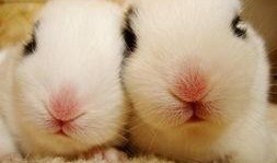 吃鸡皮肤爆料最新兔子,吃鸡新皮肤兔子版惊艳亮相