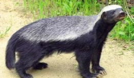 蜜獾爆料自己的视频,揭秘动物界的“网红”生活